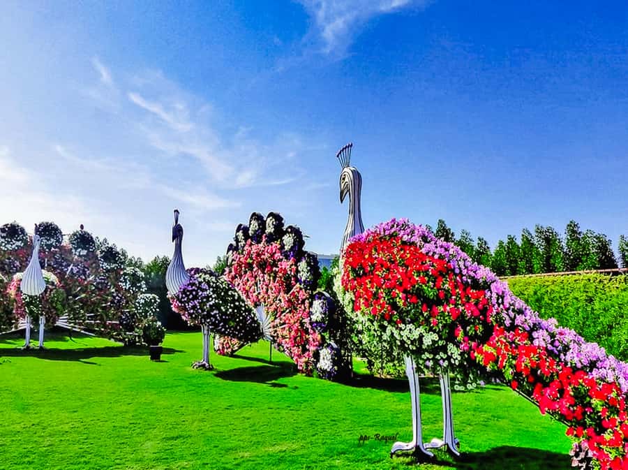 Miracle Flora & Fauna Marvels at Miracle Garden - Value Check: Is $114 for Two Gardens Fair?