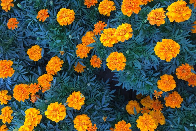 Miracle Garden & Butterfly Garden with Ticket & Private Transfers - Should you book the Miracle Garden and Butterfly House with transfers?