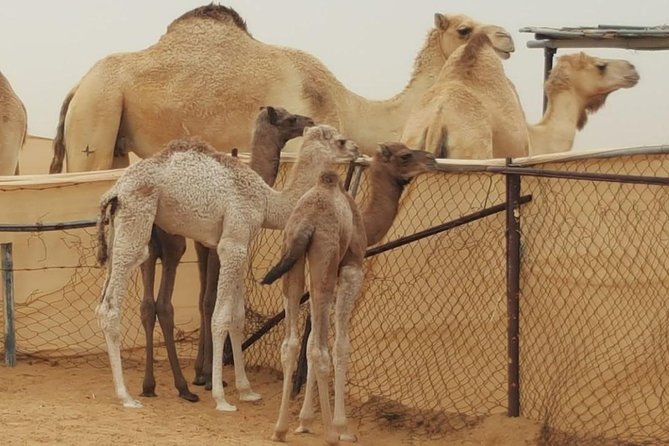 Morning Desert Safari with Camel Ride and Sandboarding - Morning Timing Meets Lahbab Red Sands
