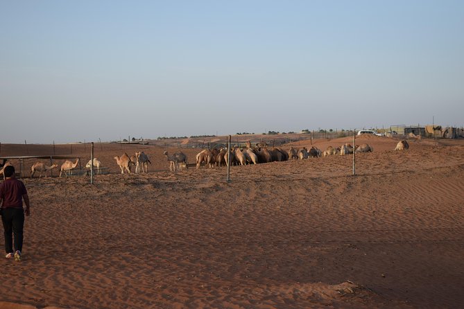 Morning Desert Safari with Camel Ride & Sand Boarding - The camel farm stop: trading speed for calm