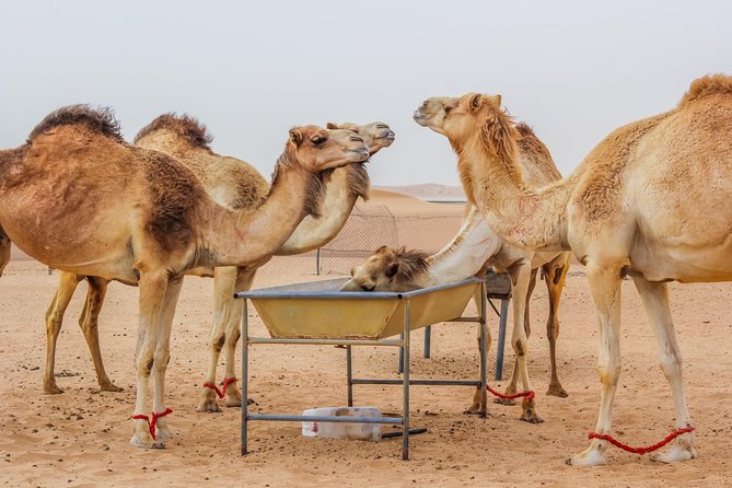 Morning Dubai Desert Safari with Camel Ride & Sand boarding - Falcons, Gahwa, and Dates: The Camp Portion That Sets the Mood