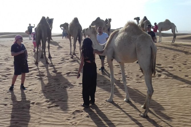 Morning Safari by 4x4 from Dubai with Sand Boarding - The Driver Matters, and Reviews Point to Careful Pros
