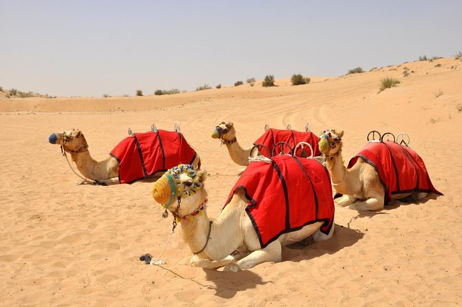 Overnight Desert Safari - Vintage Land Rovers & Traditional Activities - Key Takeaways Before You Go