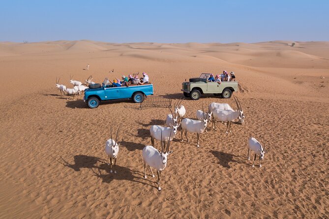 Overnight Safari and Sunrise Hot-Air Balloon Ride - Sunset Falcons and the Arabian Desert Show Timing