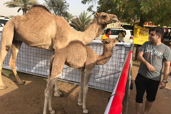 Premium Dubai Desert Safari and Quad Bike Ride - Dune Bashing in 4x4: The Roller-Coaster Core