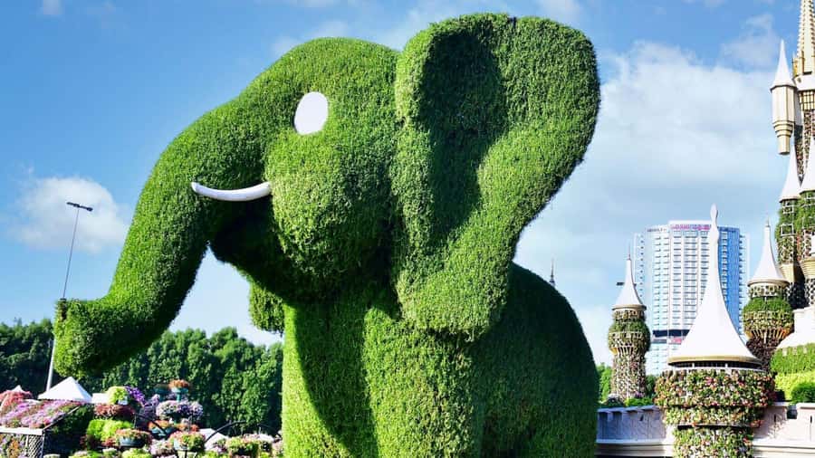 Private Dubai Frame & Miracle Garden Trip with Transfer - Miracle Garden: 45 million flowers and a walk you will actually enjoy