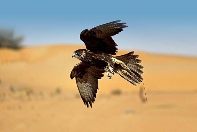 Private Falconry Experience and Nature Desert Safari in Dubai - The Traditional Display: Seeing Power, Not Just Tricks