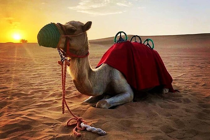 Private Morning Desert Safari: Camel Ride, Sandboarding Adventure - Sandboarding on Red Dunes (and How to Enjoy It)