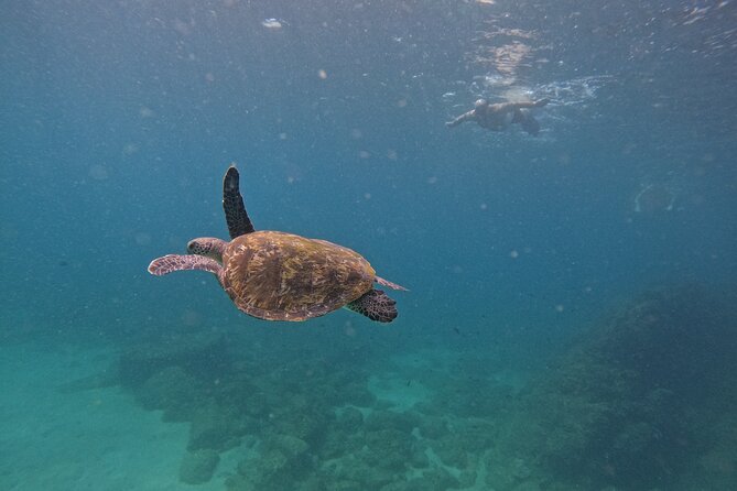 Private Snorkeling with turtles with BBQ food - Key Highlights at a Glance