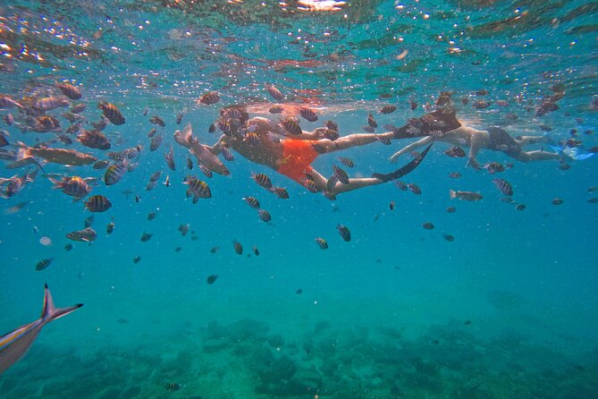 Private Snorkeling with turtles with BBQ food - Price and Value: When $279.10 Is Actually Worth It