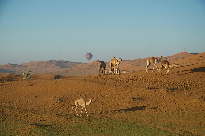 RAK Hot Air Balloon Flight - What you’ll actually see in the air: dunes, animals, and a wide-open view
