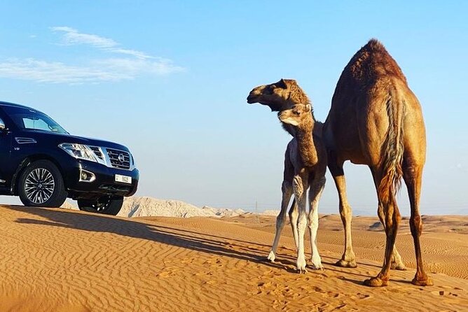 Red Dune Desert Safari with Dinner Quad Bike and Camel Ride - Camp welcome: tea, sweets, fruit, and sheesha culture