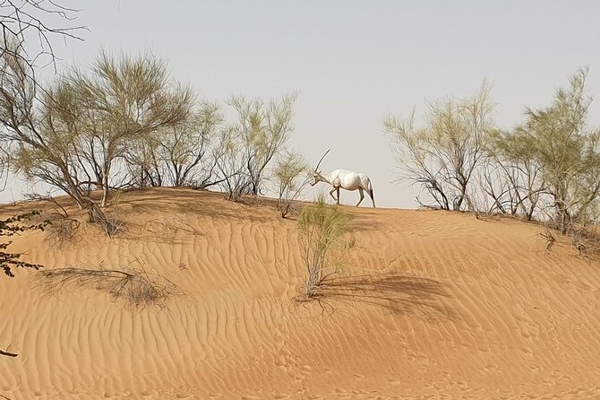 Small-Group Tour: Falcon 2—Dubai Falconry Safari - Falconry Session: What It Means to Fly a Bird From Your Glove