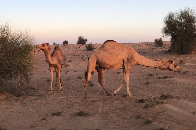 Small-Group Tour: Falcon 2—Dubai Falconry Safari - The Real Pace: How This 5 Hours Feels in the Morning