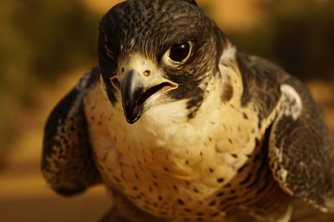 Small-Group Tour: Falcon 2—Dubai Falconry Safari - Price and Value: Is $199.46 Worth It?