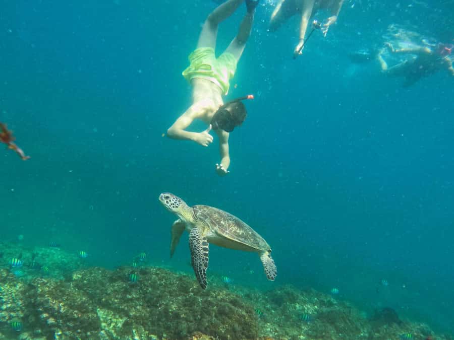 Snorkeling with turtles in Fujairah with BBQ lunch - Who should book this, and who should skip it