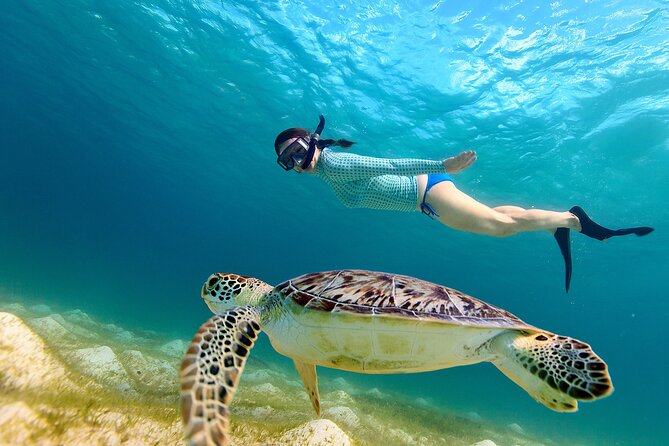 Snorkeling with turtles in Fujairah with BBQ lunch - Where the tour starts and how the timing really feels