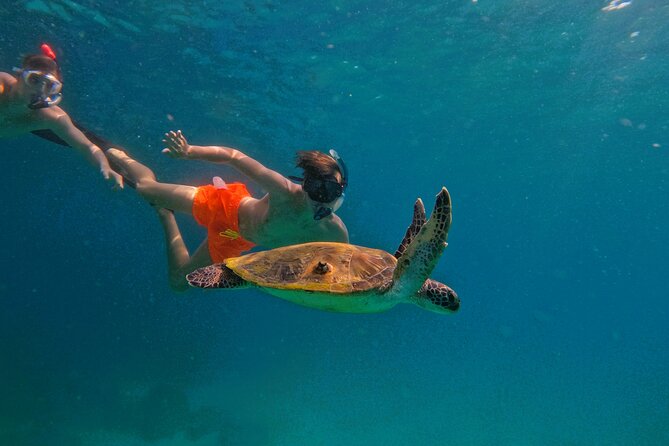 Snorkeling with turtles in Fujairah with Transfer & BBQ lunch - Key Highlights You Will Actually Care About