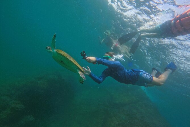 Snorkeling with turtles in Fujairah with Transfer & BBQ lunch - Who This Fujairah Turtle Snorkel Tour Is Best For