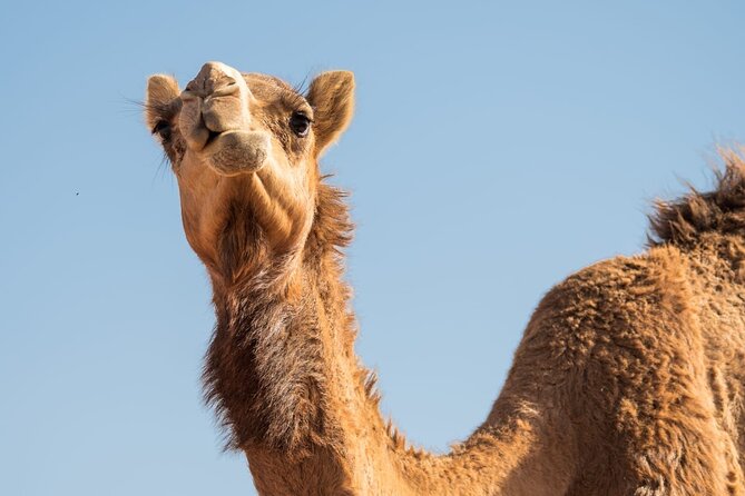 Sunrise/Morning Dune Drive with Camel Trek & Sand Surfing - Sunrise photo stop: when the timing actually matters
