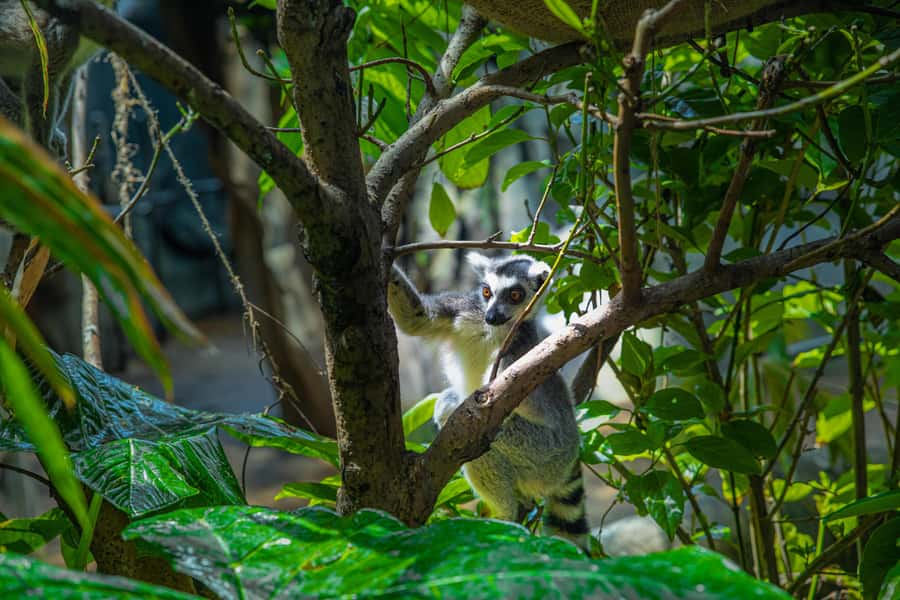 The Green Planet - Dubai's Unique Indoor Rainforest - Key highlights worth your time