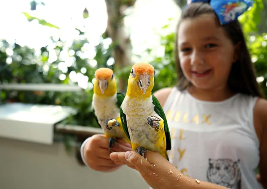 The Green Planet - Dubai's Unique Indoor Rainforest - The indoor rain and thunder show: why it works
