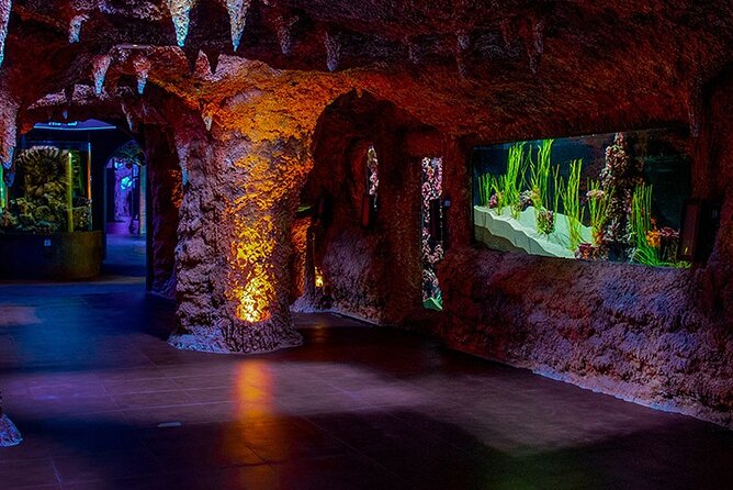 The National Aquarium Abu Dhabi Admission Tickets - National Aquarium Abu Dhabi: what a ticket gets you in real life