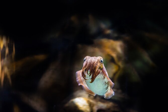 The National Aquarium Abu Dhabi Admission Tickets - Value check: is $35 worth it in Abu Dhabi?