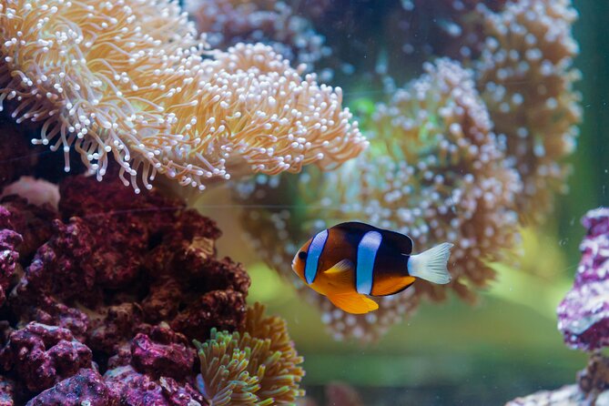 The National Aquarium Abu Dhabi Admission Tickets - FAQ
