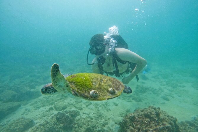 Try Scuba Diving & snorkeling with BBQ lunch & Transfer - Luxury Boat Comfort and Two Reef Stops