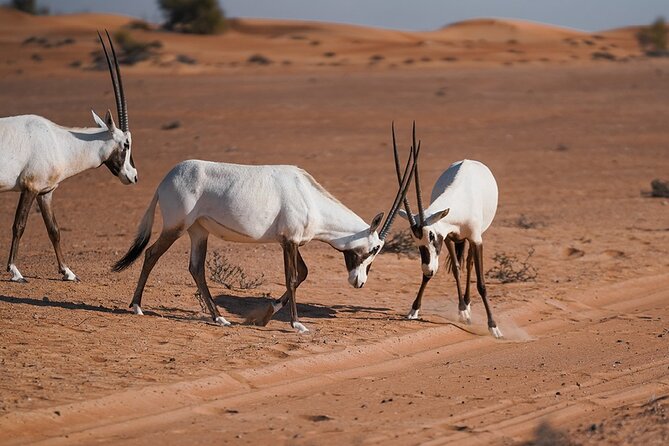 VIP Dubai Sunset Desert Safari: Camel Ride, BBQ, Unlimited Spirit - Shared Transfers, Group Size, and Who Should Choose This Safari