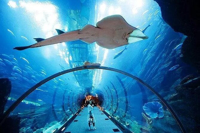 VIP Experience Dubai Aquarium & Underwater Zoo-As per Selection - The 48-Meter Aquarium Tunnel With 270-Degree Views