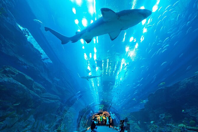 VIP Experience Dubai Aquarium & Underwater Zoo-As per Selection - Tickets, What You Get, and What You Should Not Expect