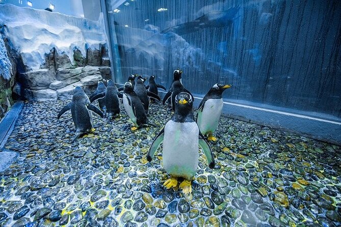 VIP Experience Dubai Aquarium & Underwater Zoo-As per Selection - Price and Value: Is $55 a Smart Buy?